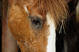 Depression beim Pferd erkennen