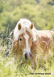 Wie gesund sind unsere Pferdeweiden?