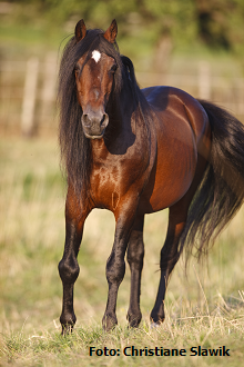 Arthrose bei Pferden - wie ist sie zu managen?