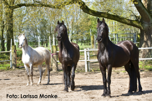 Naturalhorse