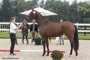 Naturalhorse