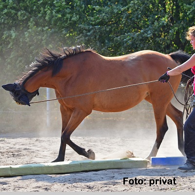 Natural Horse 36 Spezial Angst bei Pferd und Mensch