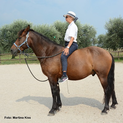 Natural Horse 37 04/2021