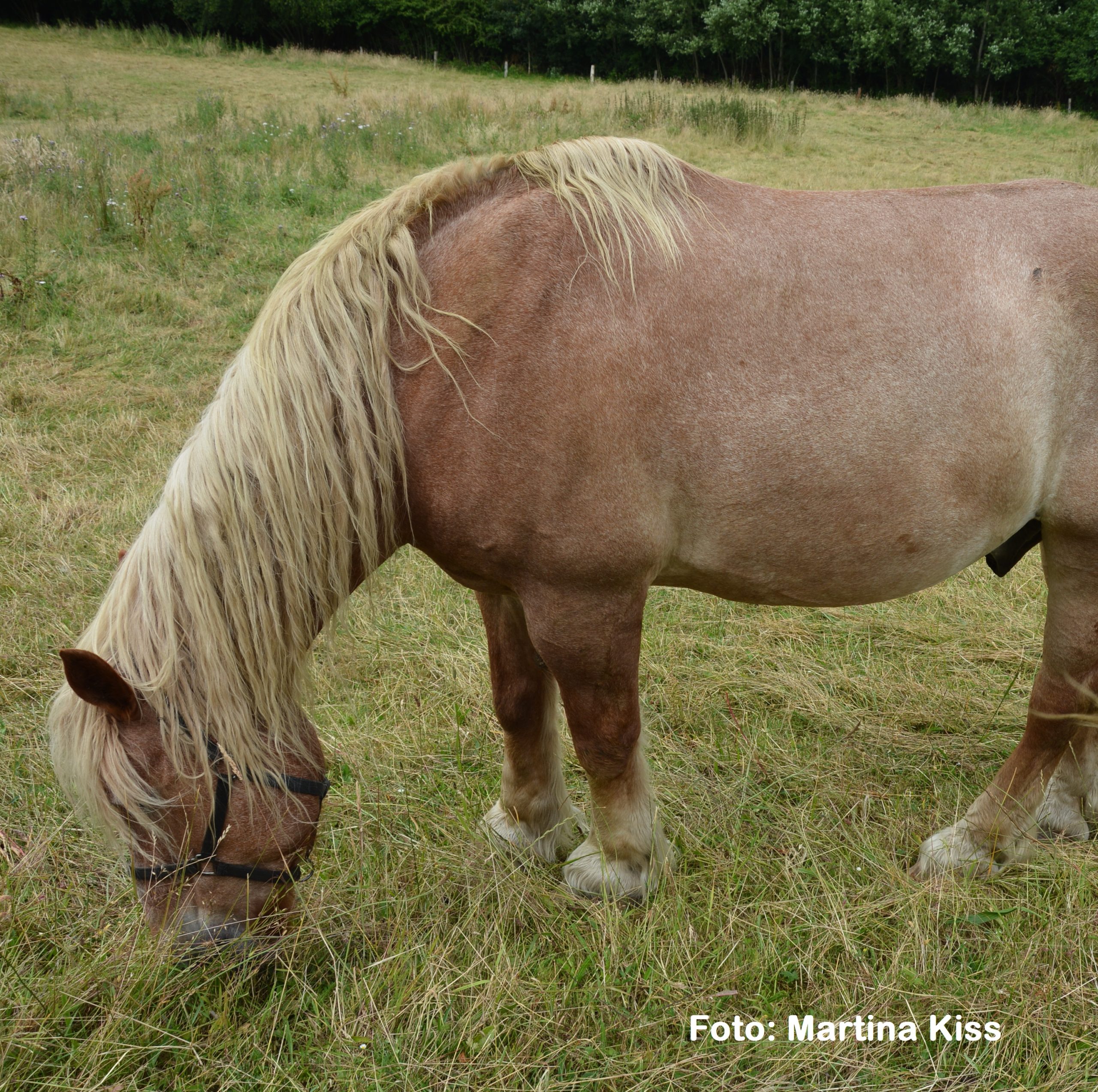 Natural Horse 37 04/2021 Gesunder Huf = balanciertes Pferd
