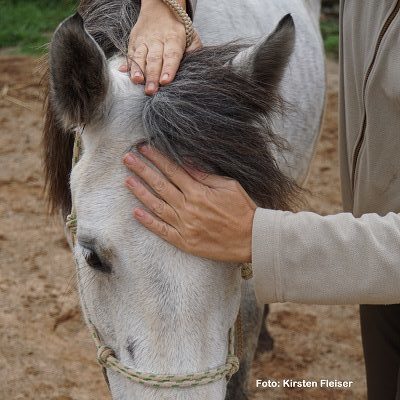 Natural Horse 38 01/2022 Der Akupunktakt