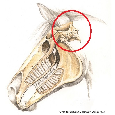 Natural Horse 38 01/2022 Die Hinterhauptsbeinblockierung