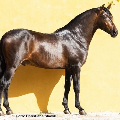 Natural Horse 38 01/2022 Rund ums Immunsystem