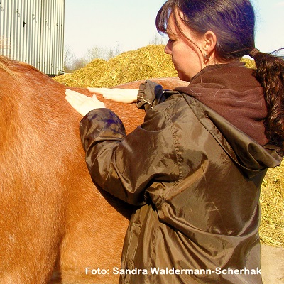 Natural Horse 40 03/2022 Rund ums Heu