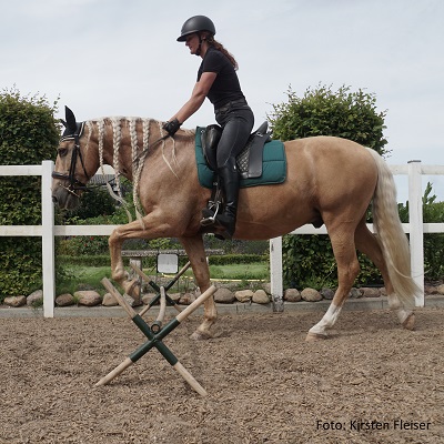 Natural Horse 42 04/2022