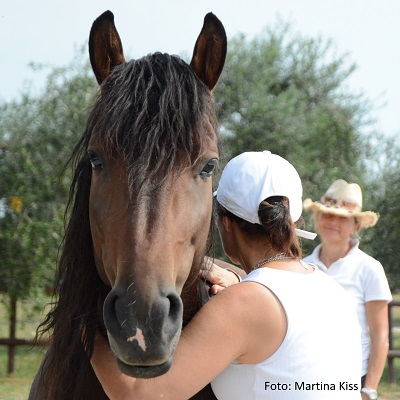 Natural Horse 42 04/2022