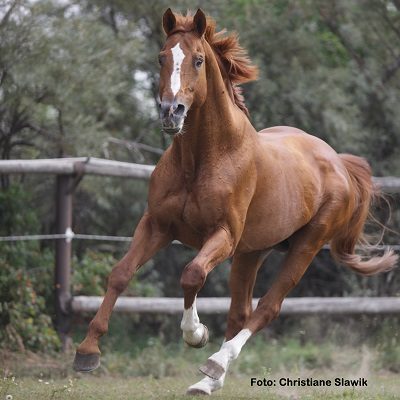Natural Horse 41 Spezial Beschäftigung für Pferd und Mensch