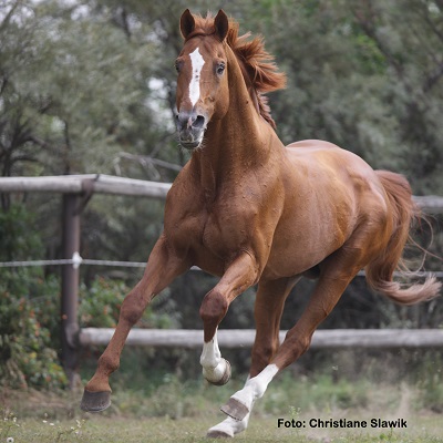 Natural Horse 41 Spezial Beschäftigung für Pferd und Mensch