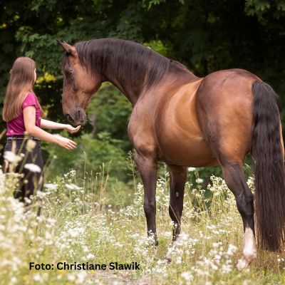 Natural Horse 50 - Die vielschichtigen Botschaften der Pferde