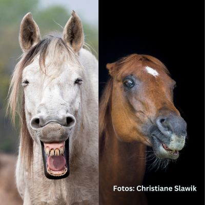 Natural Horse 50 - Die vielschichtigen Botschaften der Pferde