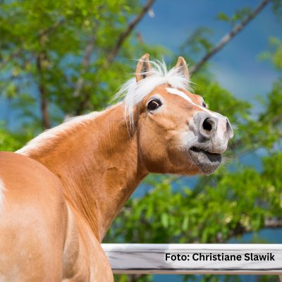 Natural Horse 50 02/2024_Pferdisch verstehen