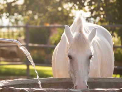 Natural Horse 51 - Phänomen sauberes Wasser