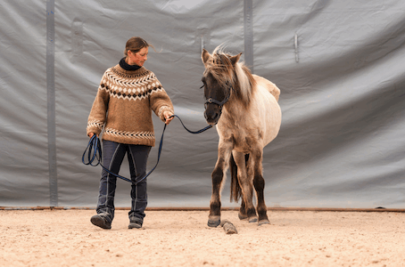 Pferdetraining im Winter