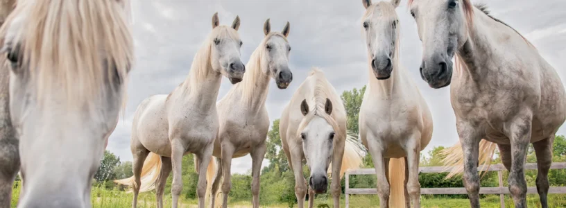 Zum Jahr des Pferdes – Kooperation BestTUPferd und Natural Horse – Gewinnspiel